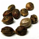 Семена марихуаны АК-47  (Seeds AK-47) в Хабаровске